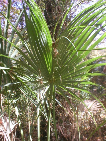 large fronds1.JPG